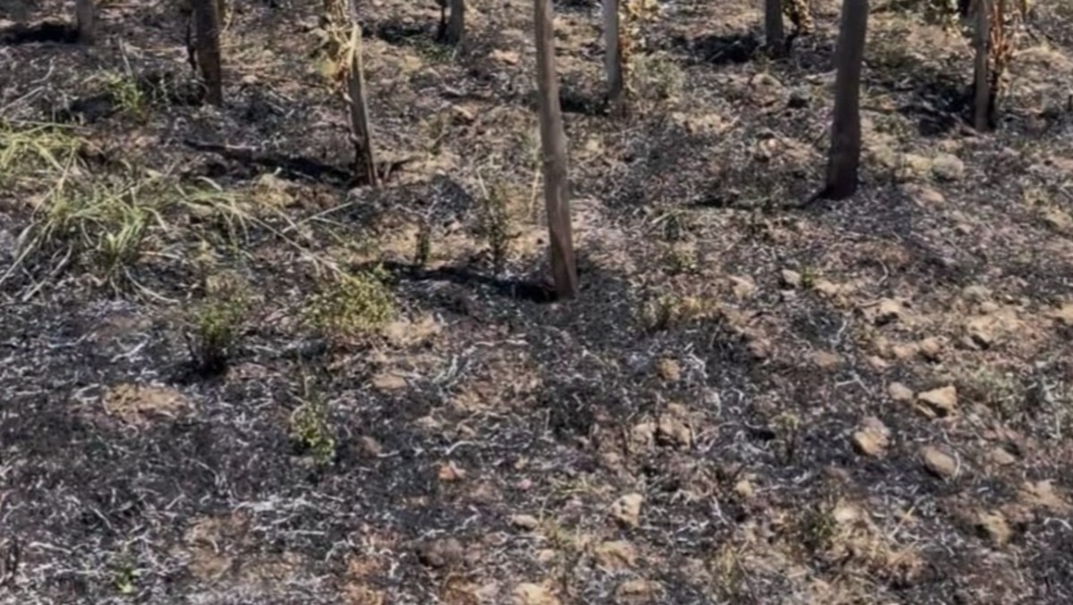 Zafferana Etnea, vigne e aziende agricole distrutte: Confagricoltura Catania denuncia l’ombra dei piromani - 