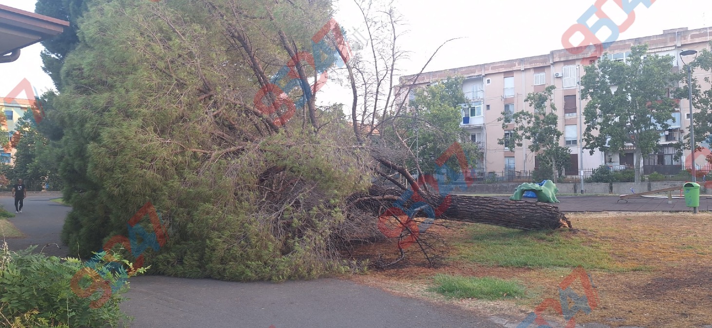 Paternò, grosso albero crolla al Parco del Sole: il tronco finisce vicino all’area giochi - 