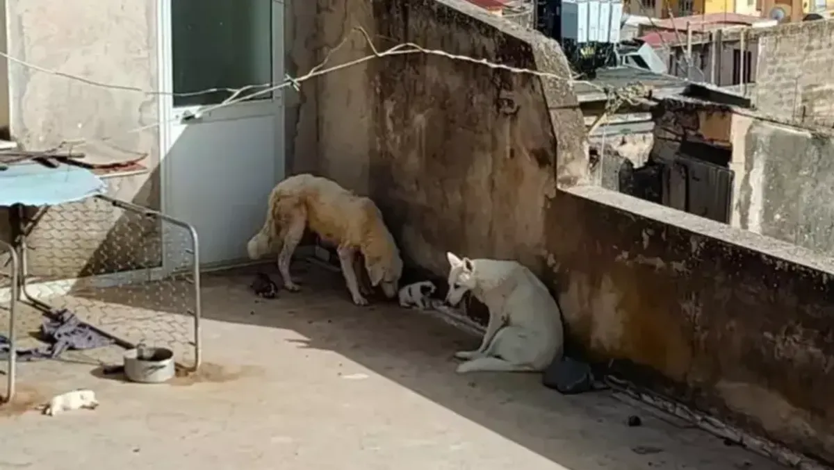 Dramma a Sciacca, cuccioli sul terrazzo con 43 gradi: quattro morti, due salvati. Denunciato il proprietario - 