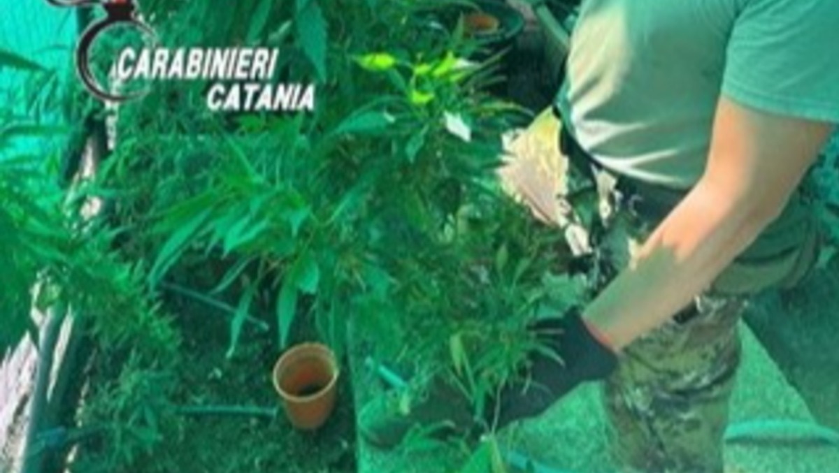 Paternò, scoperta piantagione di cannabis nascosta tra gli alberi: sequestrati 24 piante e 2 chili di marijuana - 