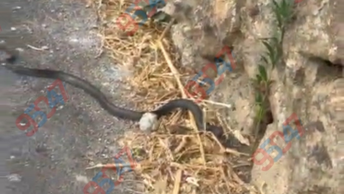 Paternò, serpente striscia davanti alle case in via San Filippo: la segnalazione dei residenti - 