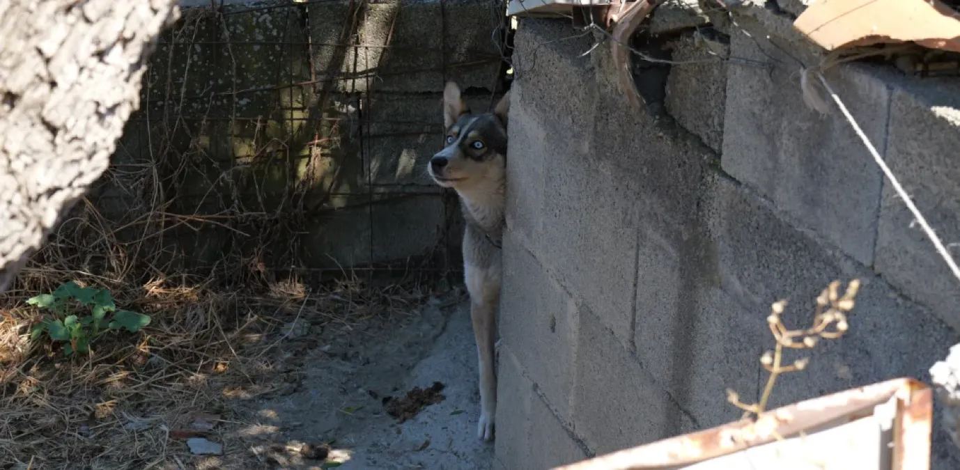 Orrore a Bronte: 19 cani detenuti nel più totale degrado, salvati dalle Guardie OIPA - 