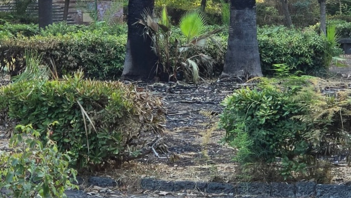 Paternò, incendi alla Villa Comunale: aiuole bruciate e palme annerite, cittadini chiedono più controlli - LE FOTO  - 