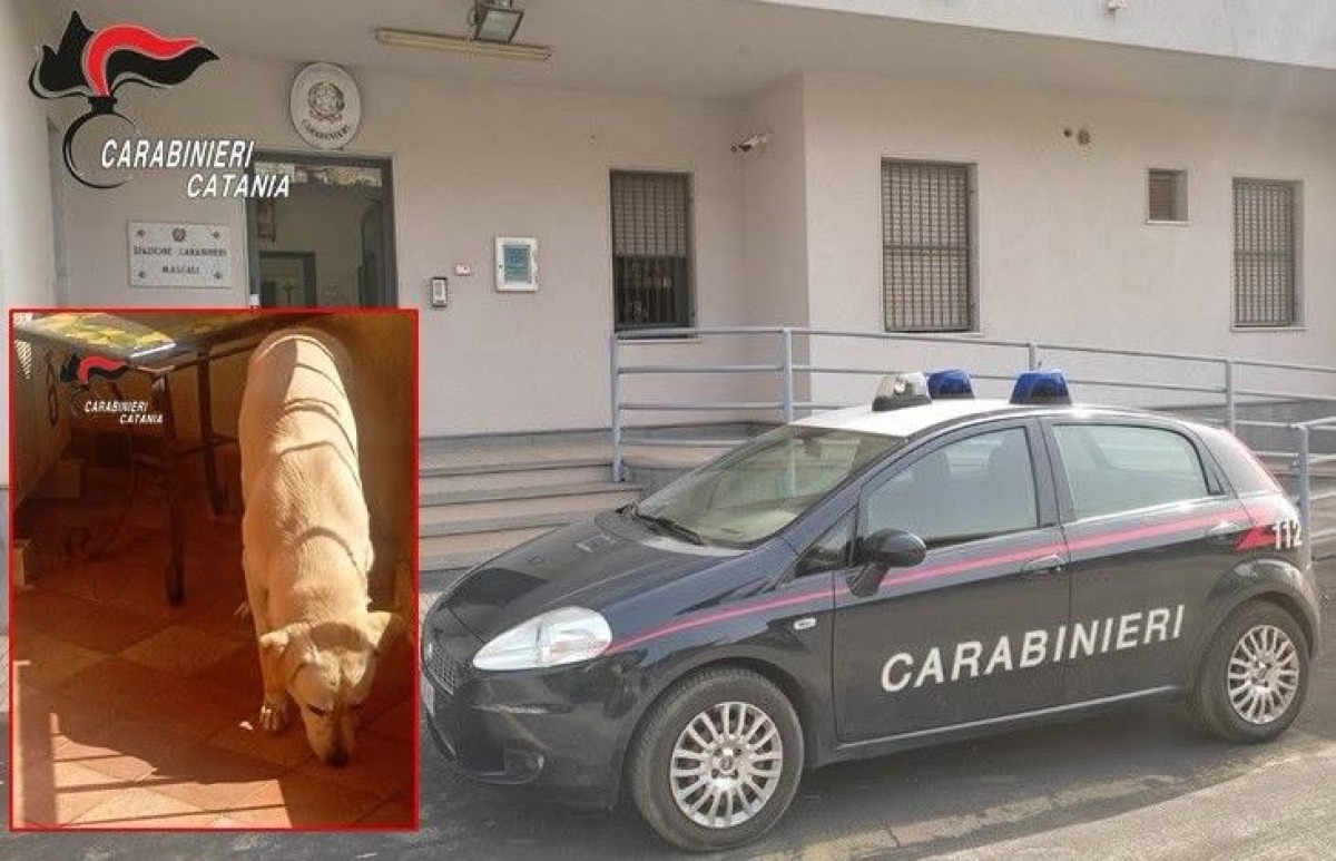 Mascali, cane lasciato sul balcone sotto il sole e senza acqua: salvato dai Carabinieri, denunciato il proprietario - 