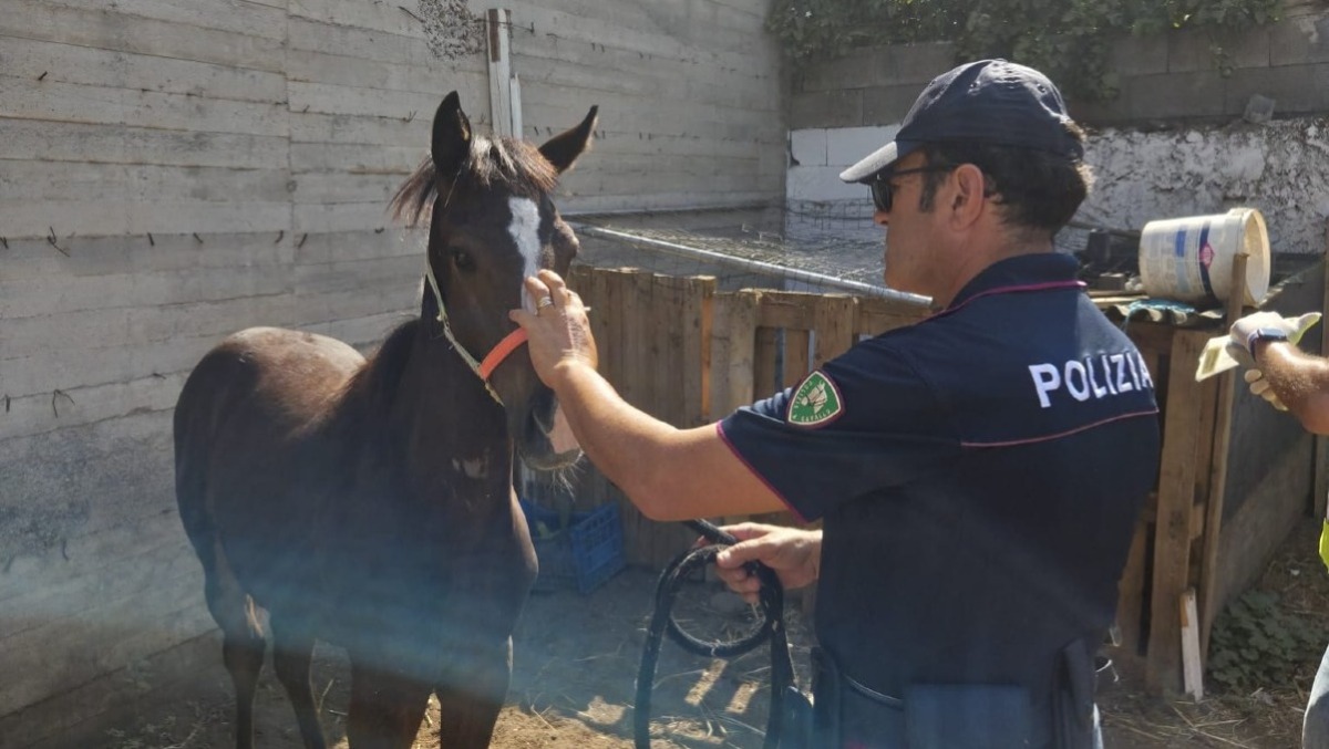 Catania, stalla abusiva scoperta a Picanello: puledro senza microchip, 6mila euro di sanzioni - 