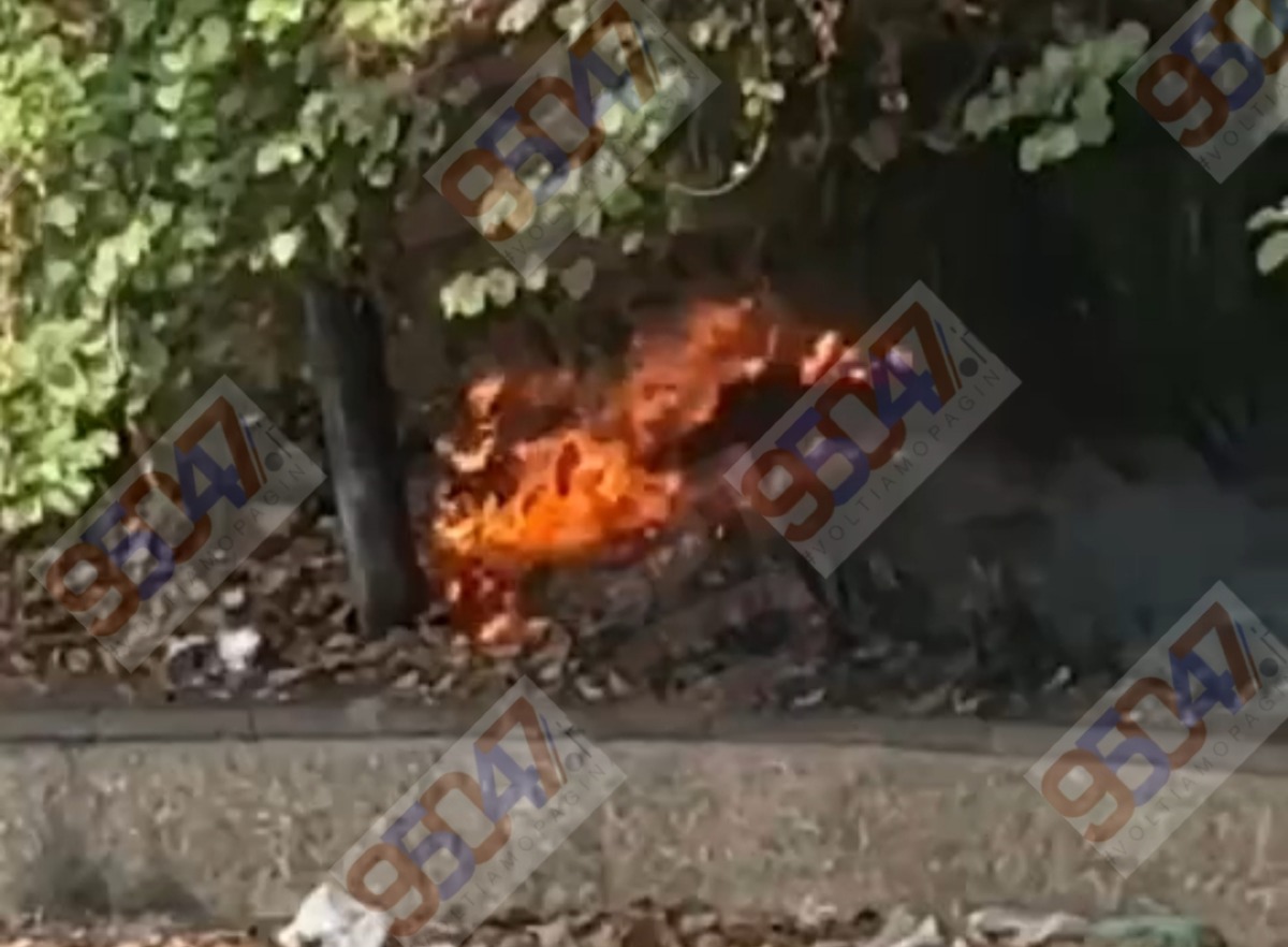 Paternò, vandali appiccano il fuoco a Piazza Aldo Moro: bruciano palma e sterpaglie, residenti chiedono la pulizia - 