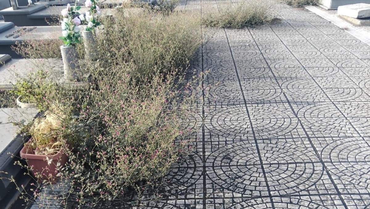 Paternò, erba alta al cimitero nuovo: «Vialetti invasi dalla vegetazione» - 
