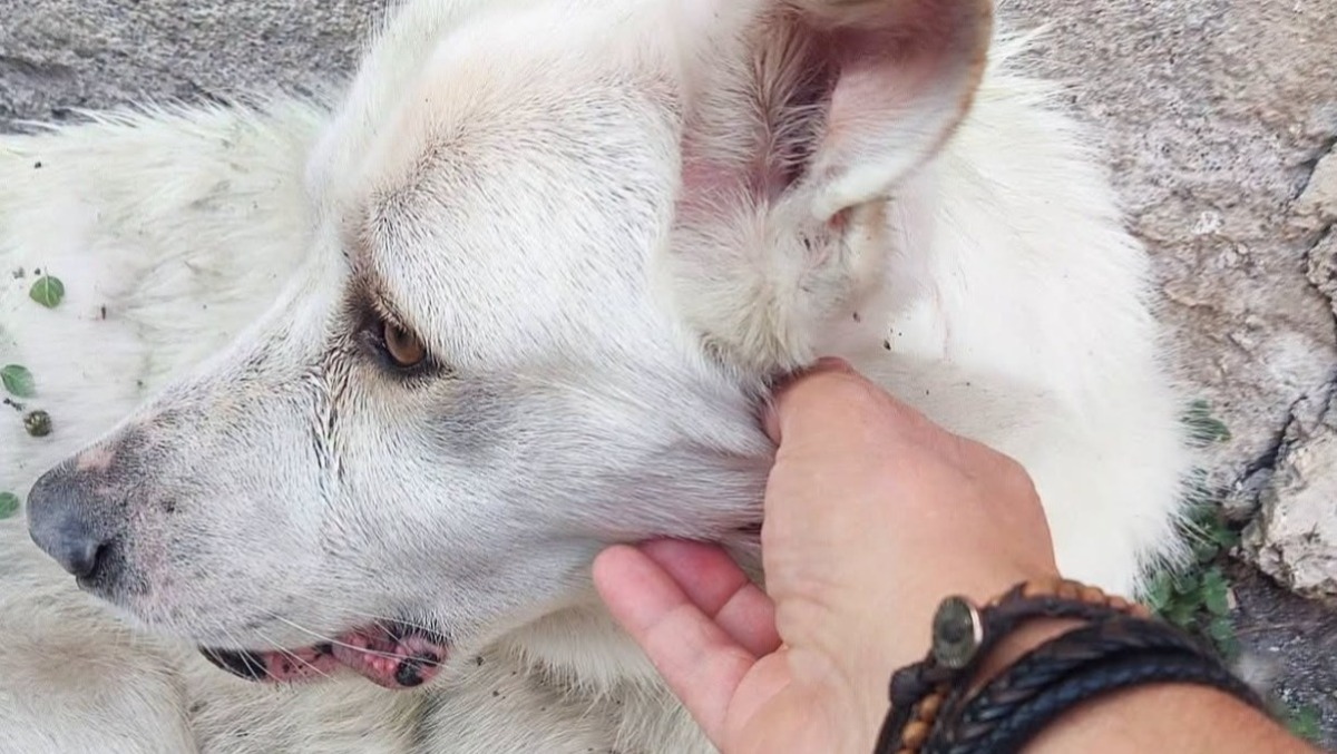 ORRORE AD ADRANO: DUE CANI MORTI NEI SACCHI, UNO SAREBBE STATO DATO ALLE FIAMME. SCATTA IL TSO PER IL PROPRIETARIO - 