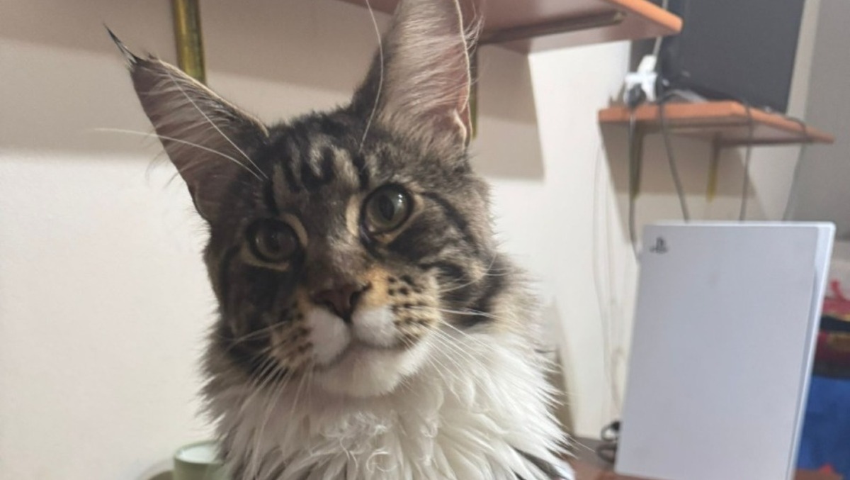 🆘 SMARRITO IN ZONA SCALA VECCHIA JORDAN: MAINE COON SCOMPARSO, OFFRESI RICOMPENSA - 