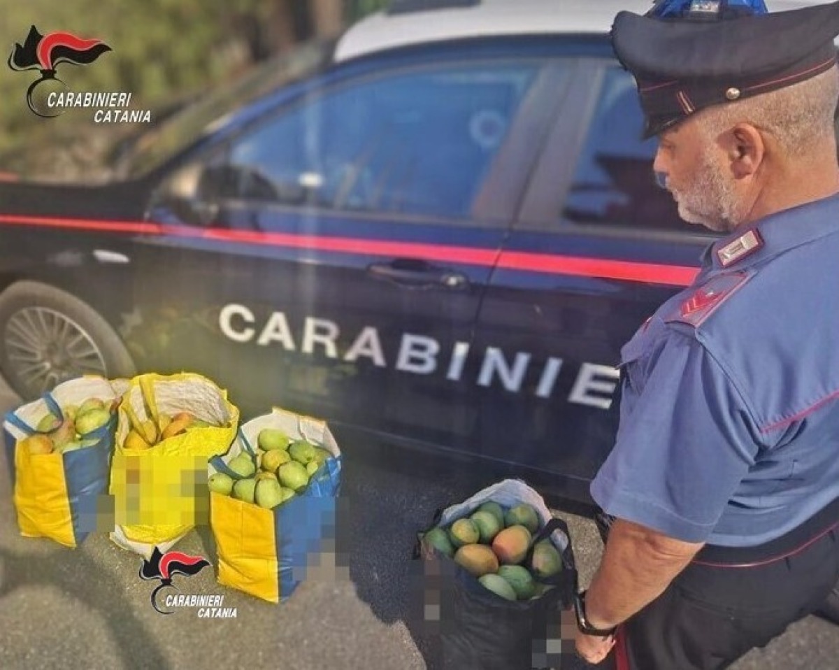 ACIREALE, 90 CHILI DI MANGO RUBATI DA UN FONDO AGRICOLO: DUE UOMINI DENUNCIATI DAI CARABINIERI - 