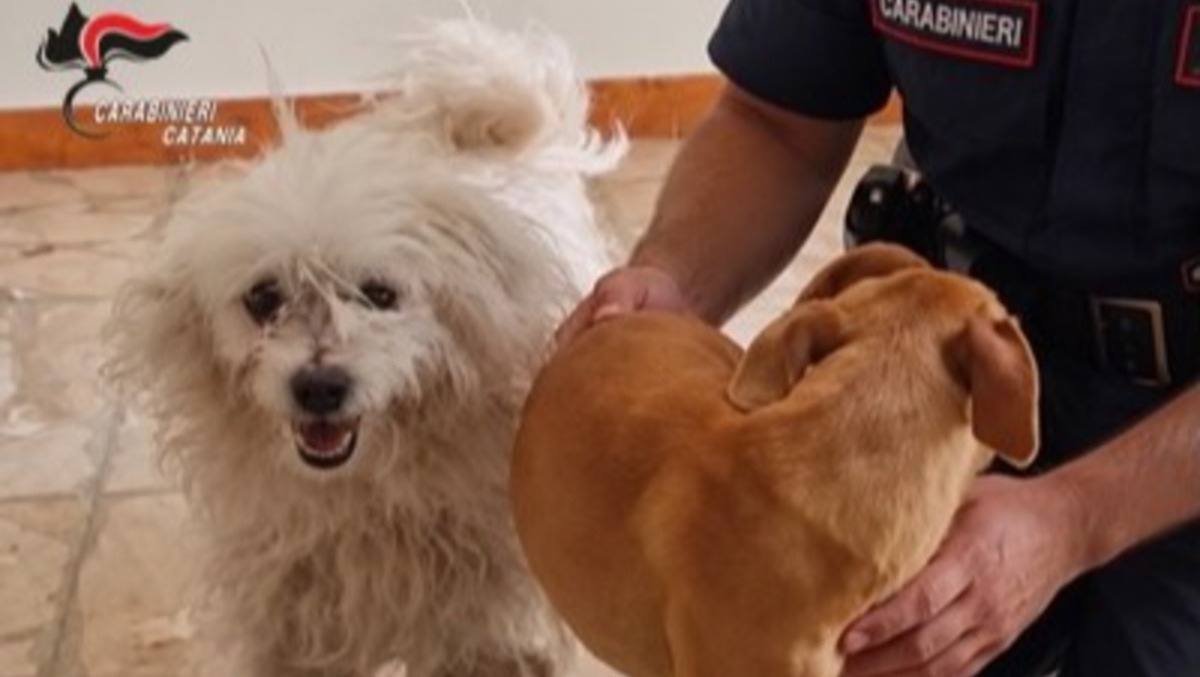 San Michele di Ganzaria, due cani chiusi in una casa disabitata: tre persone denunciate - 