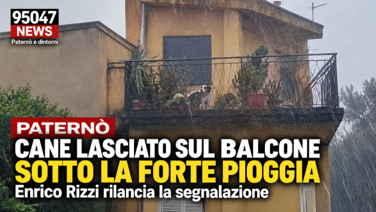 Paternò, cane sotto il diluvio sul balcone: Enrico Rizzi rilancia il caso - 