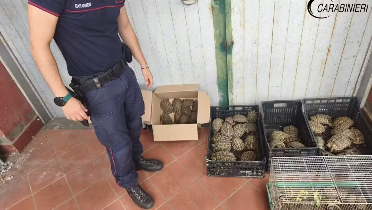 TRECASTAGNI – Scoperte 102 tartarughe protette in casa: denunciato il proprietario - 