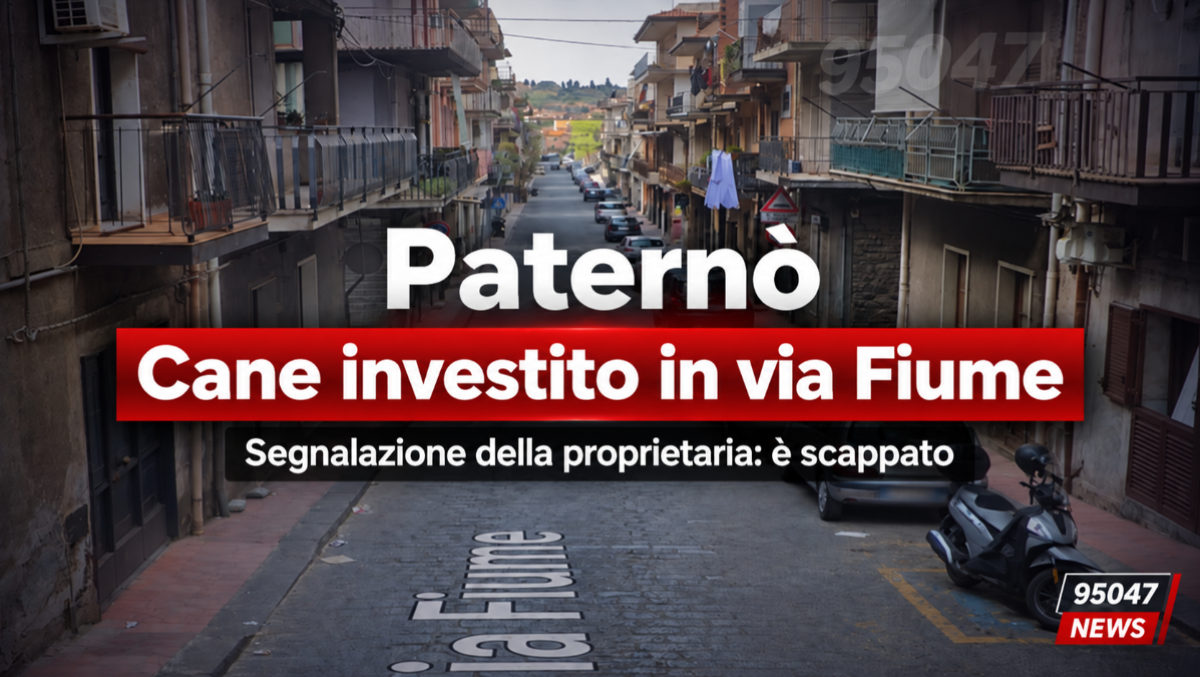 Paternò, cane investito e morto in via Fiume: la famiglia denuncia, «L’auto non si è fermata» - 