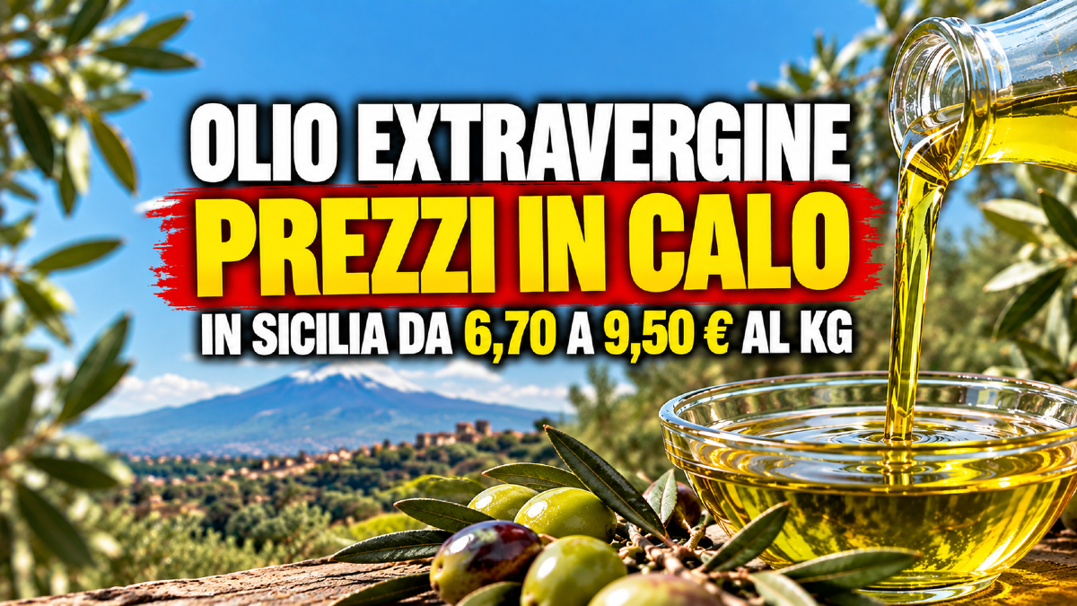 Olio extravergine, prezzi in calo: in Sicilia quotazioni da 6,70 a 9,50 euro al kg - 