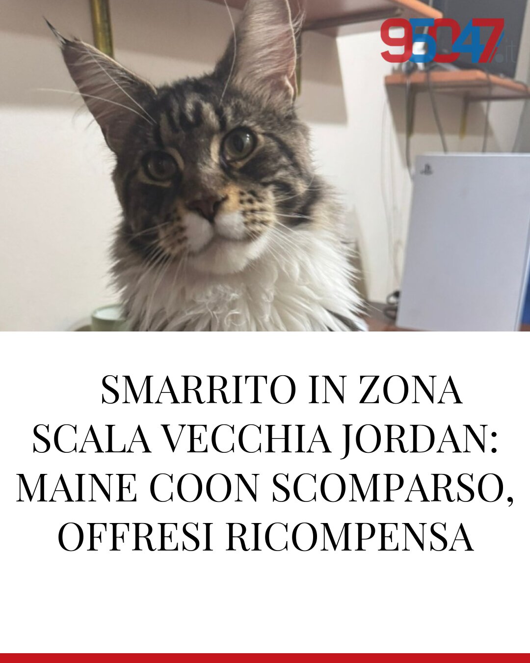 🆘 SMARRITO IN ZONA SCALA VECCHIA JORDAN: MAINE COON SCOMPARSO, OFFRESI RICOMPENSA