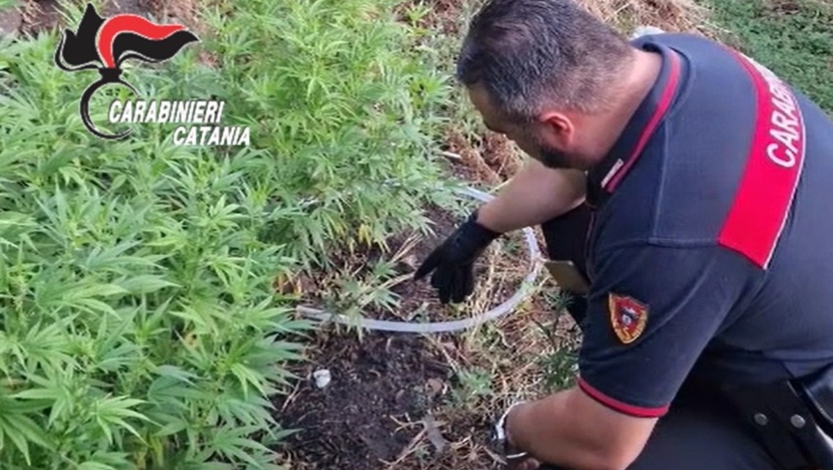 Linguaglossa, scoperta piantagione di marijuana nascosta: 59enne denunciato - 