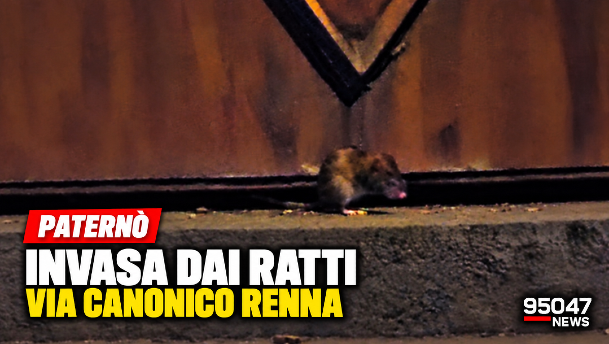 Paternò, via Canonico Renna invasa dai ratti: la denuncia dei residenti - 