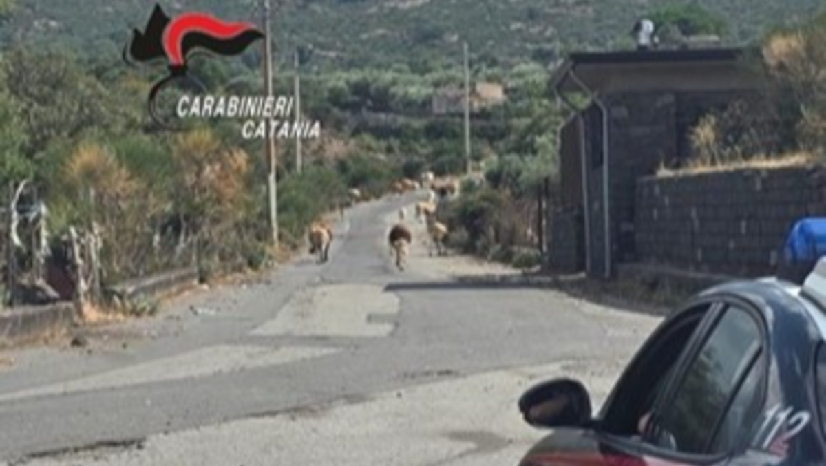 Randazzo, gregge invade un terreno privato: denunciato il proprietario 26enne - 