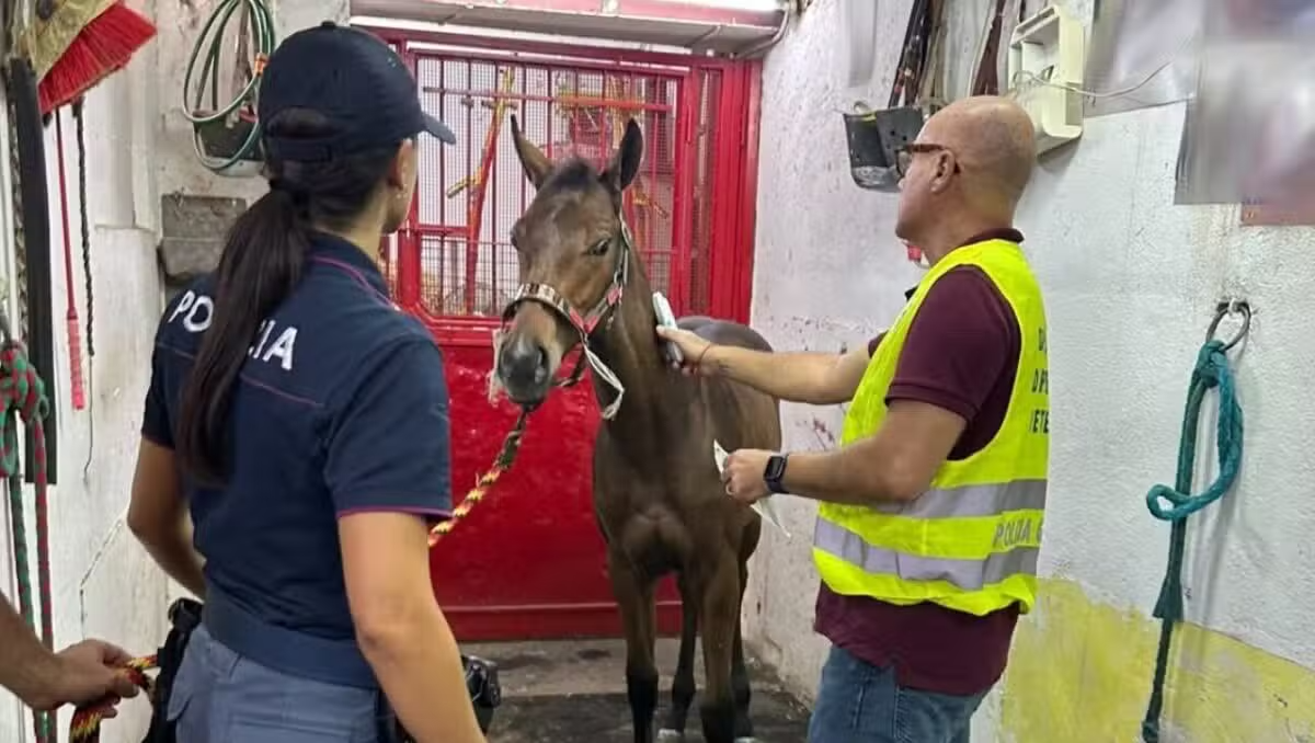 Palagonia, corsa clandestina di cavalli: 5 catanesi denunciati, salvato puledro di 7 mesi - 