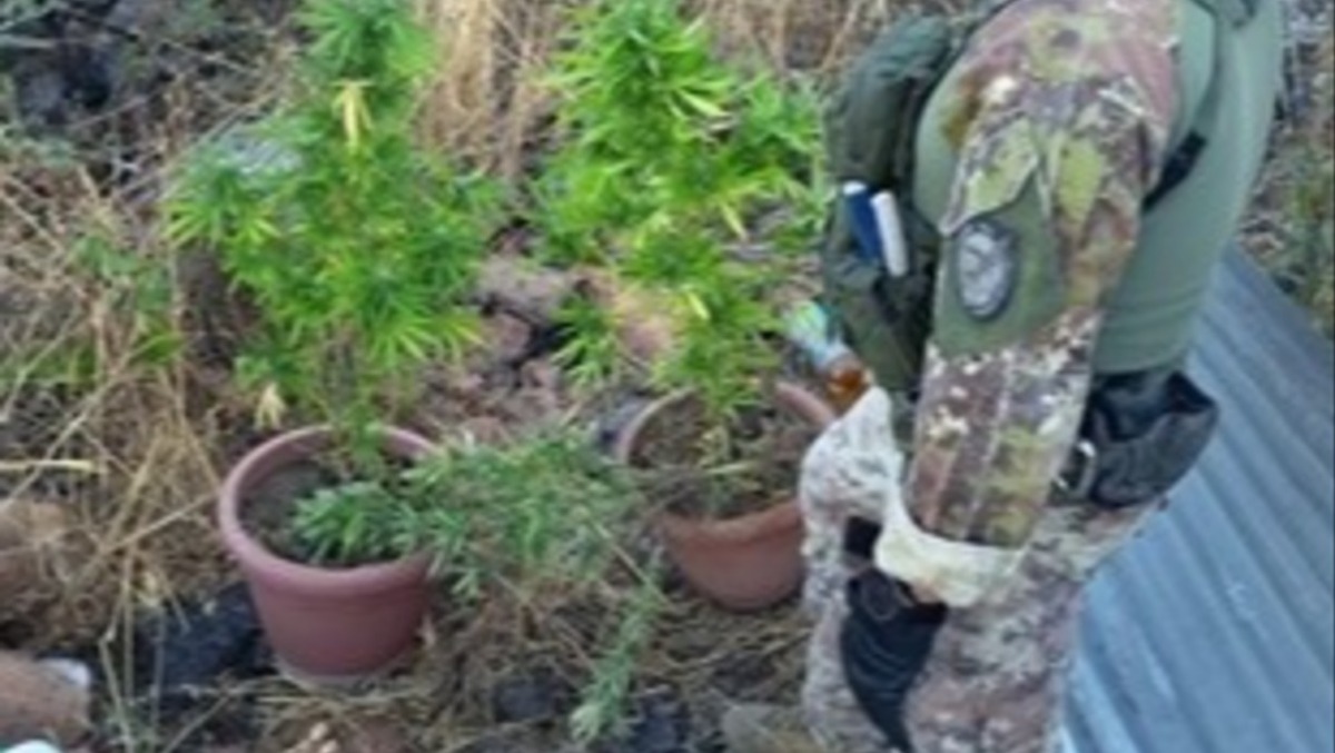 Bronte, scoperta una coltivazione di marijuana: denunciato un 56enne - 