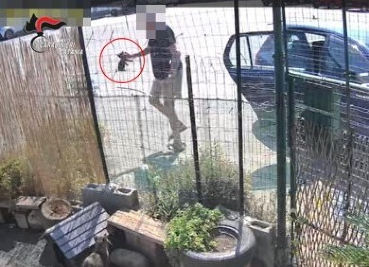 Riposto, lancia 4 gattini denutriti dentro una colonia felina: denunciato 76enne - 