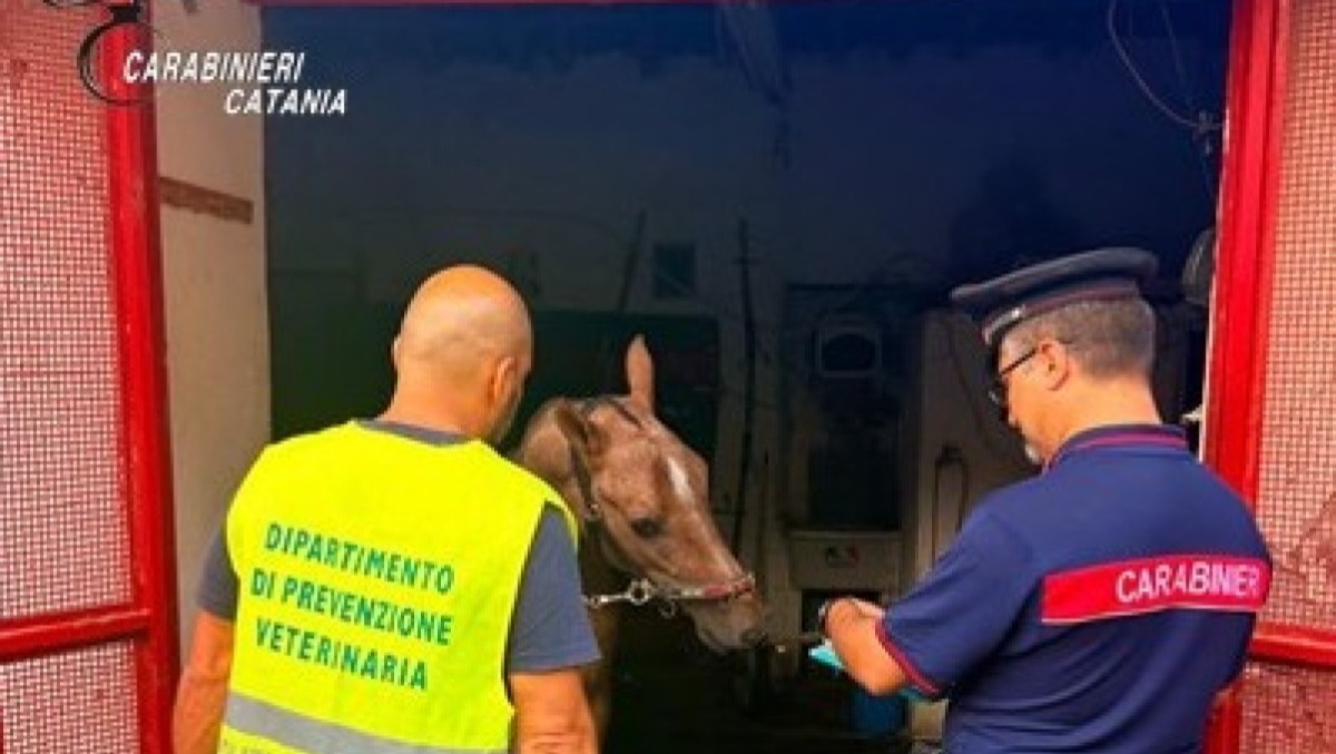 Catania, scoperta stalla abusiva con due cavalli: multa da 4.300 euro al proprietario - 