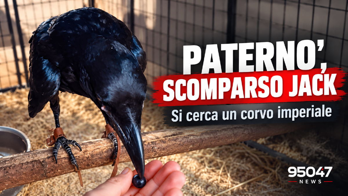 Paternò, smarrito un corvo imperiale in contrada Schettino: appello per ritrovare Jack  - 