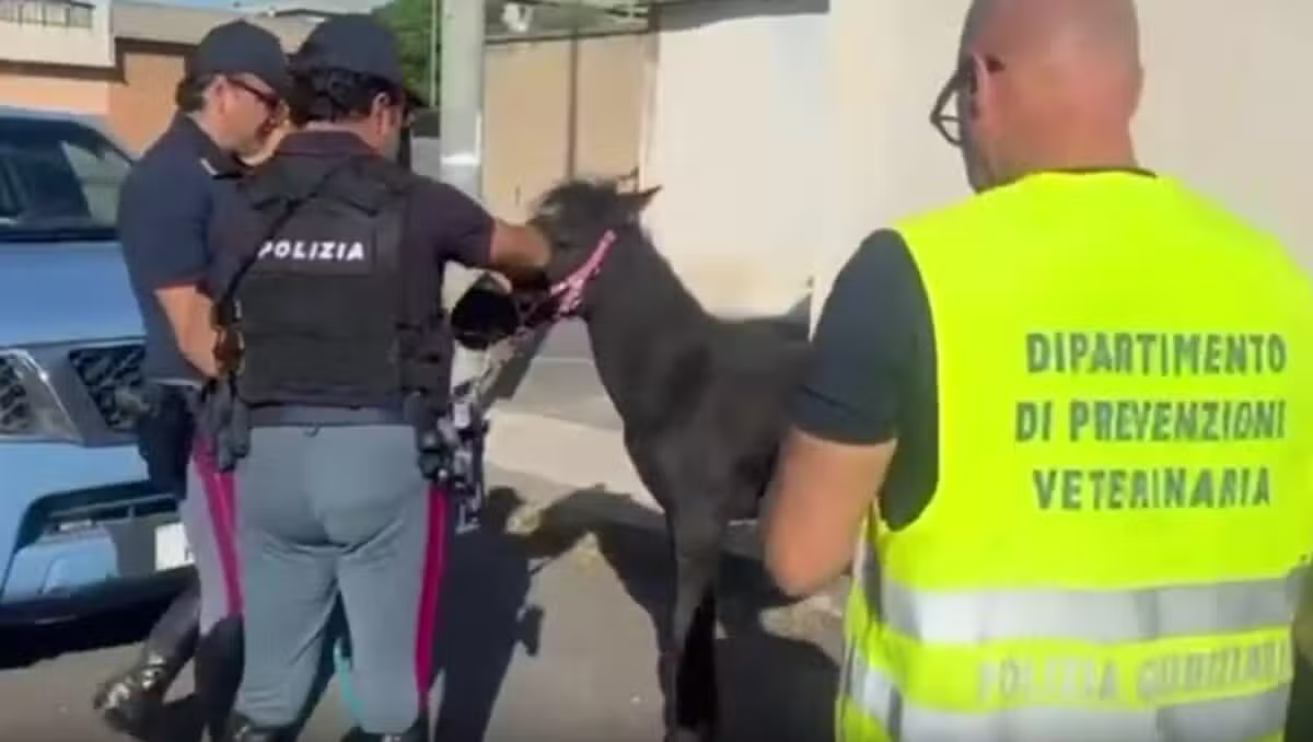 Catania, scoperta stalla abusiva: puledro in cattive condizioni, denunciato il proprietario - 