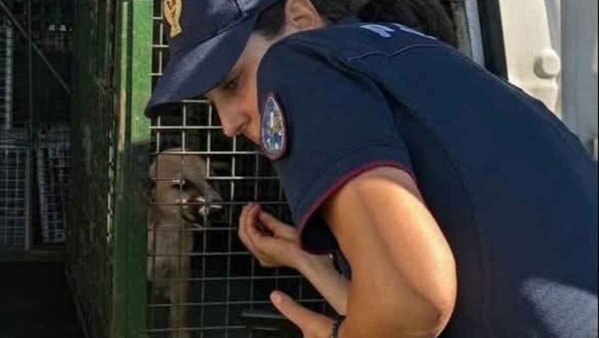 Catania, cuccioli in pericolo sulla Tangenziale: la Polizia Stradale li salva in extremis - 