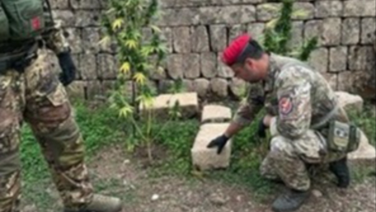 Militello, scoperta piantagione di cannabis nascosta tra gli ulivi: denunciato 54enne - 