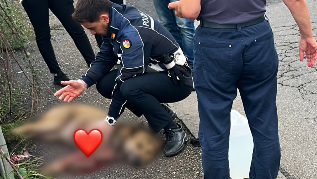 Belpasso, investe un cane e scappa: amputata una zampa, si cerca il responsabile - 