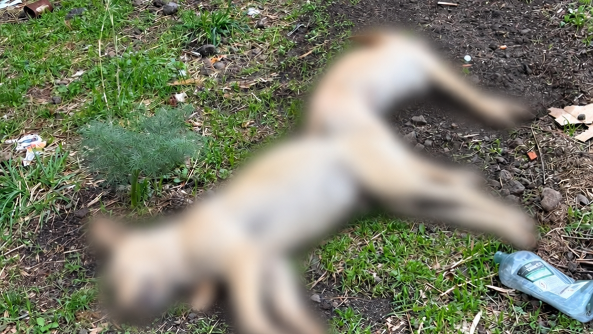 Trecastagni, sette cani morti: sospetto avvelenamento, domenica la protesta in piazza - 