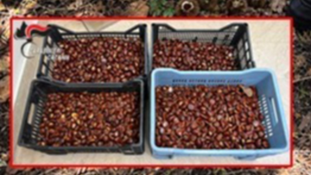 Sorpresi a rubare 70 chili di castagne dagli alberi: tre arrestati - 