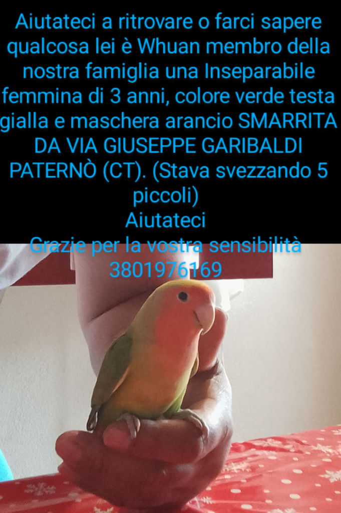 Anteprima 1